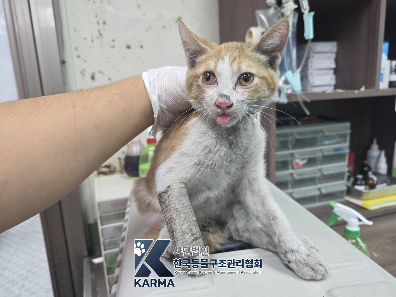 보호 중인 한국 고양이
