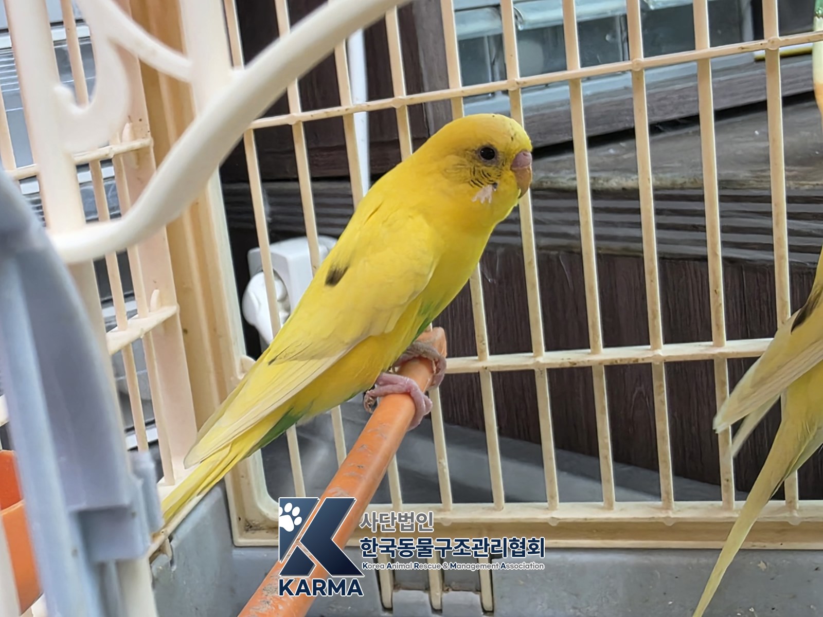 보호 중인 앵무새