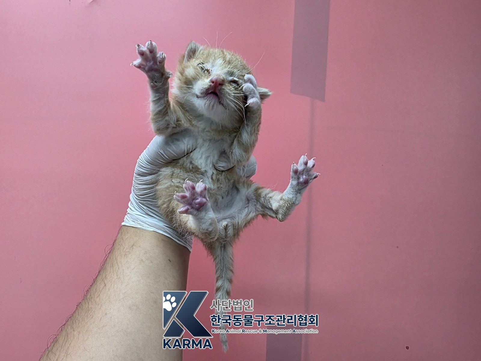 보호 중인 한국 고양이