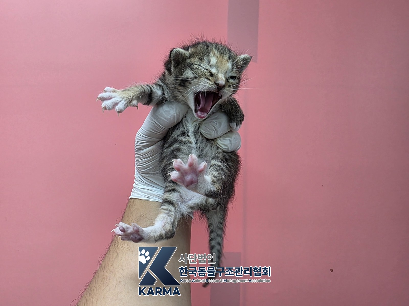 보호 중인 한국 고양이