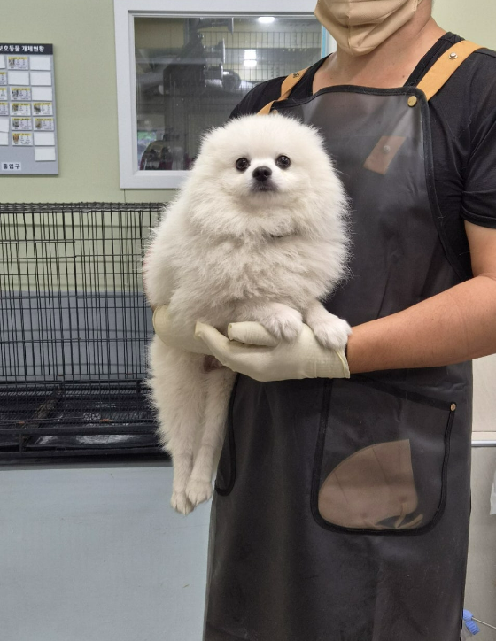 보호 중인 포메라니안