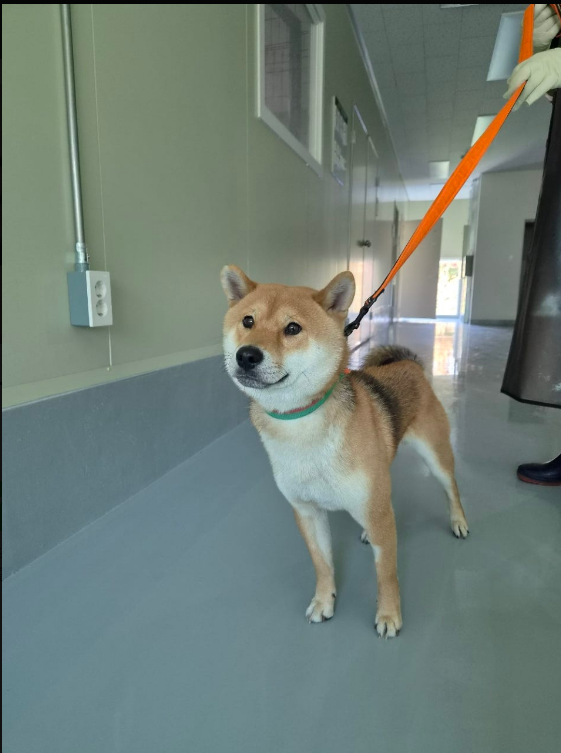 보호 중인 시바