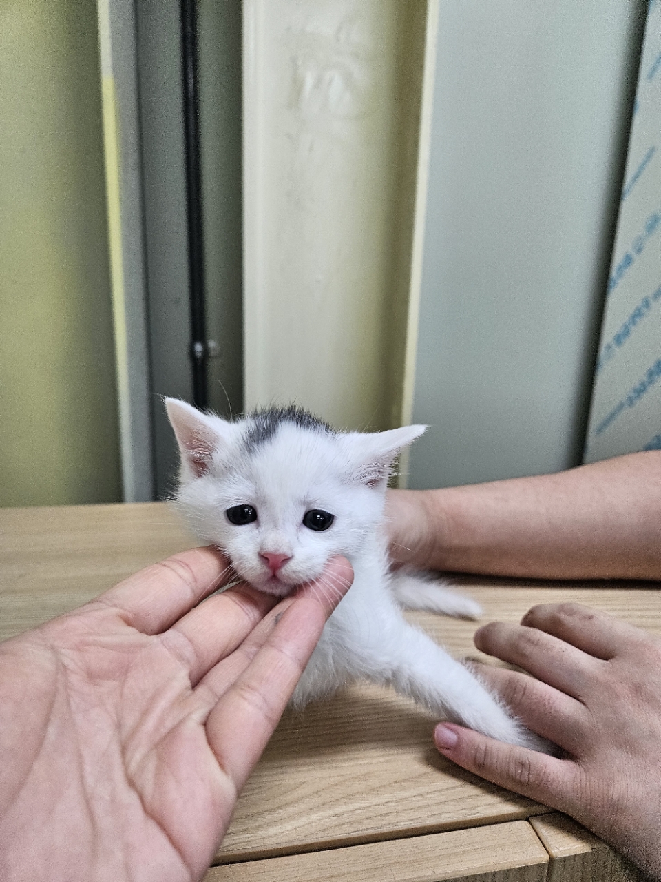 보호 중인 한국 고양이