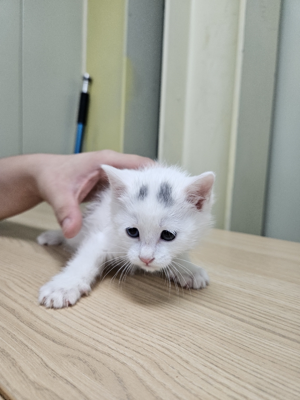 보호 중인 한국 고양이