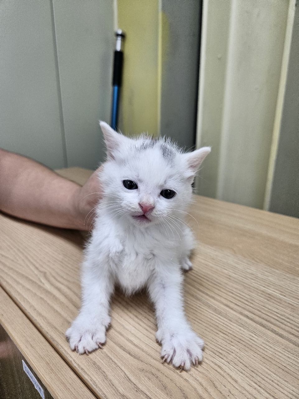 보호 중인 한국 고양이