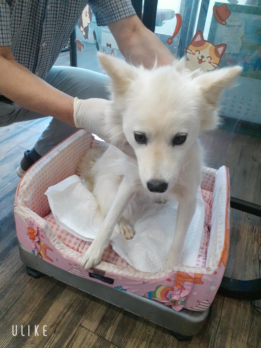 보호 중인 믹스견