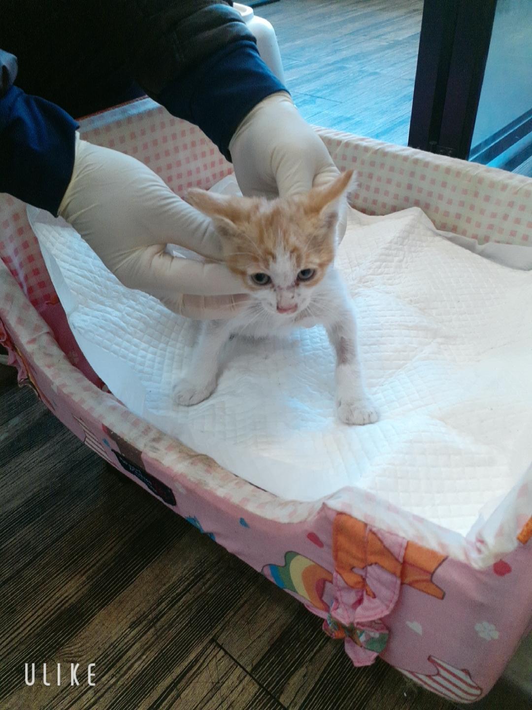 보호 중인 한국 고양이
