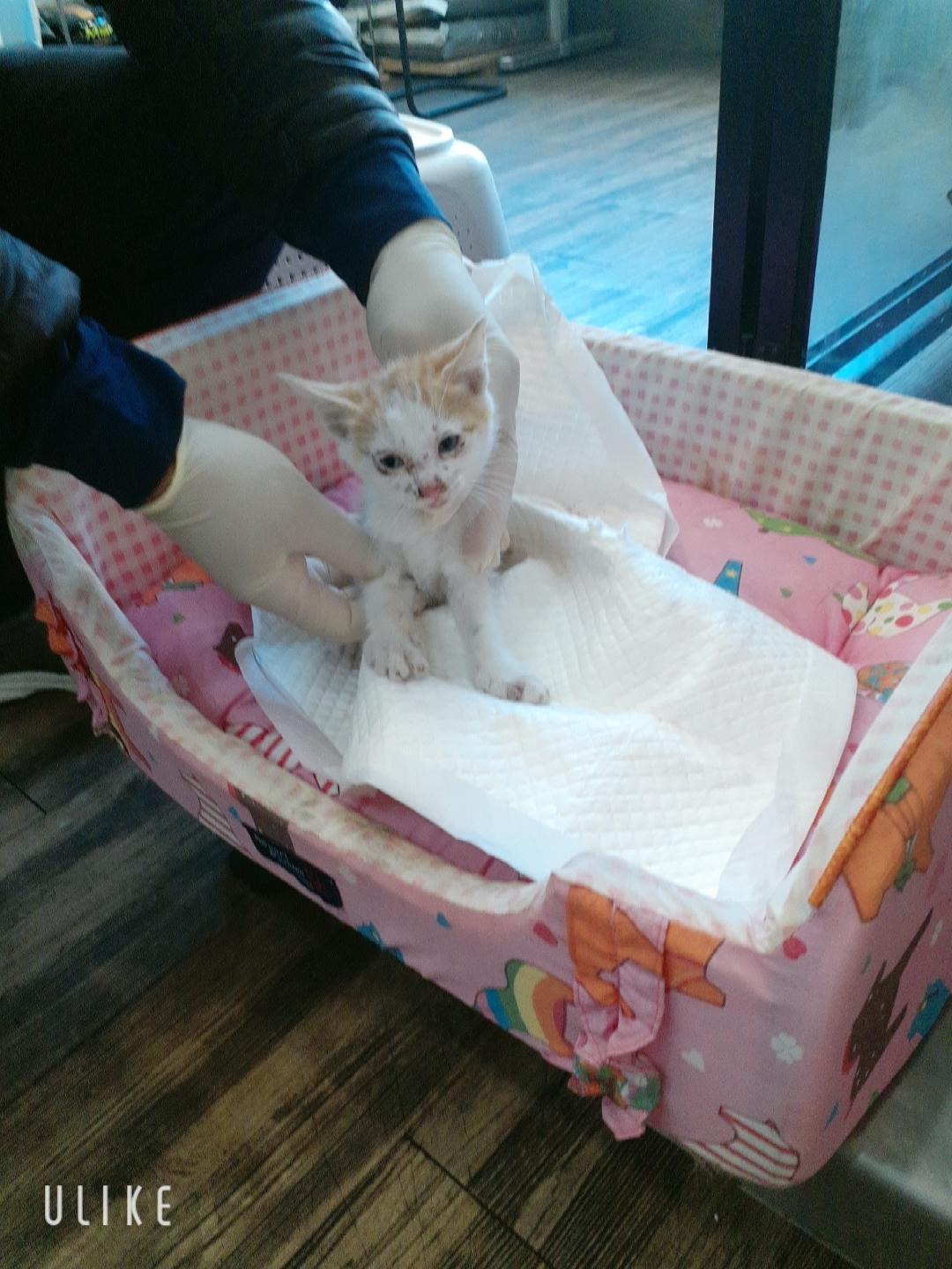 보호 중인 한국 고양이