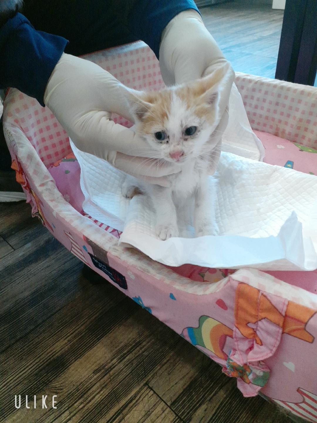 보호 중인 한국 고양이