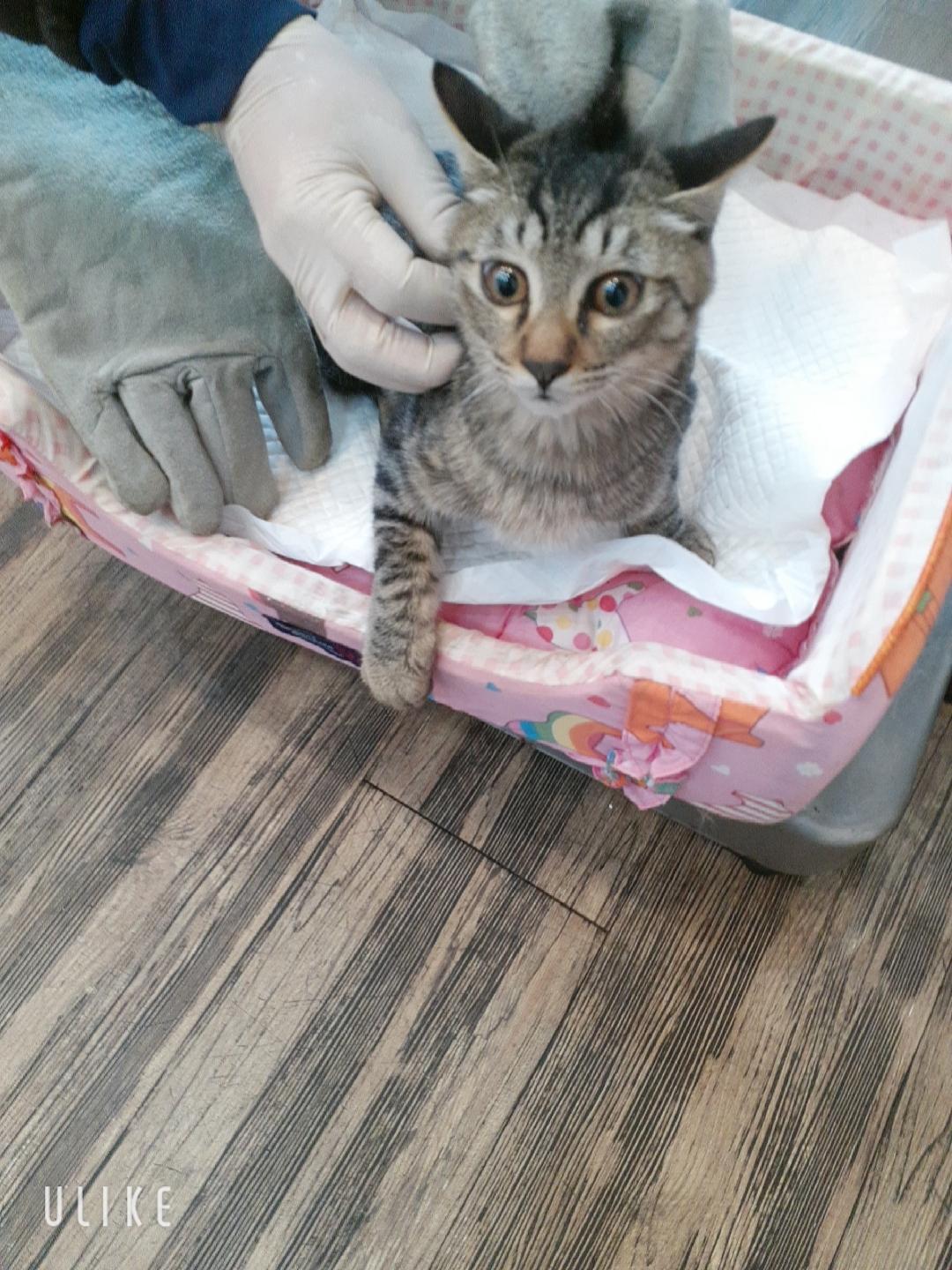 보호 중인 한국 고양이