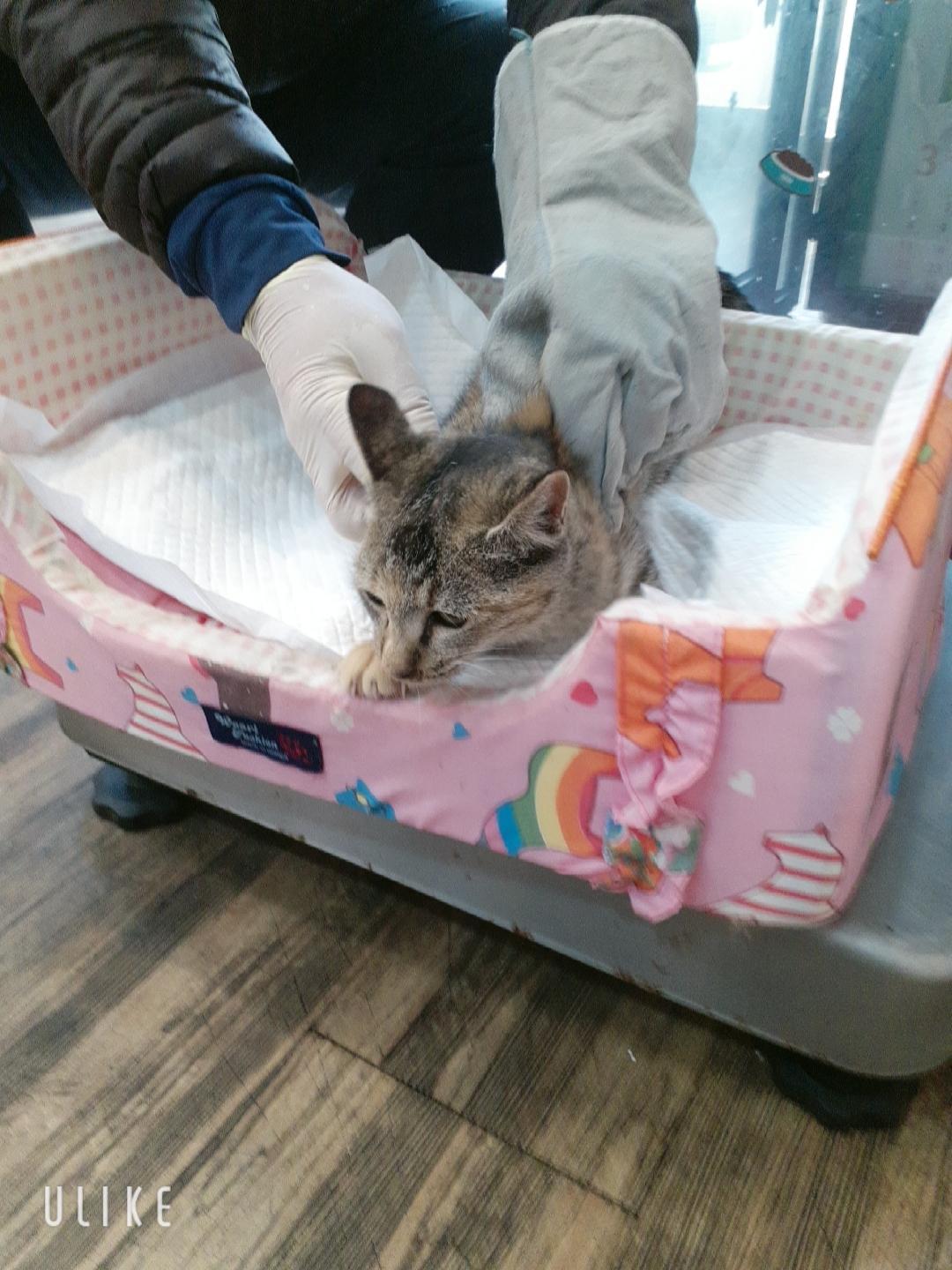 보호 중인 한국 고양이