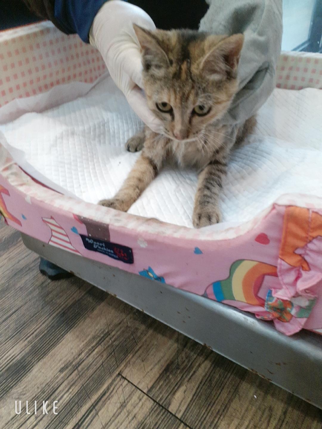 보호 중인 한국 고양이