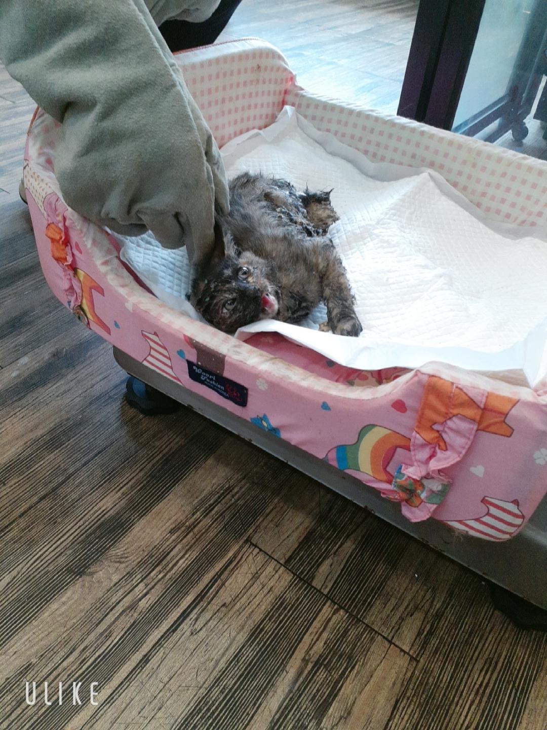 보호 중인 한국 고양이