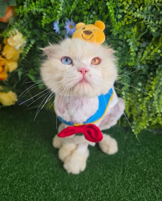 보호 중인 페르시안