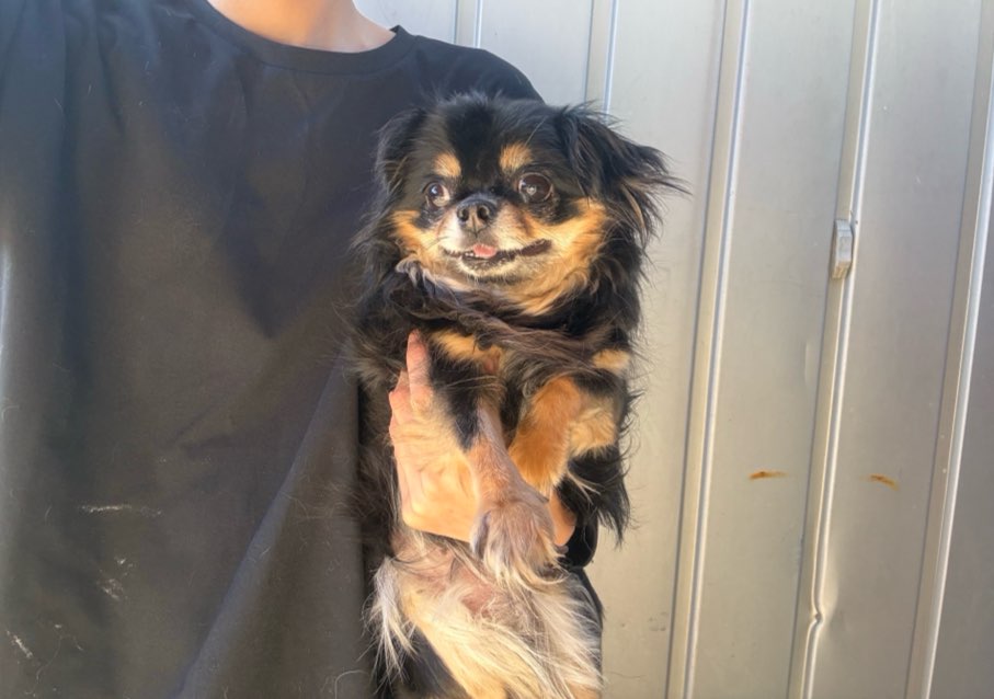 보호 중인 치와와