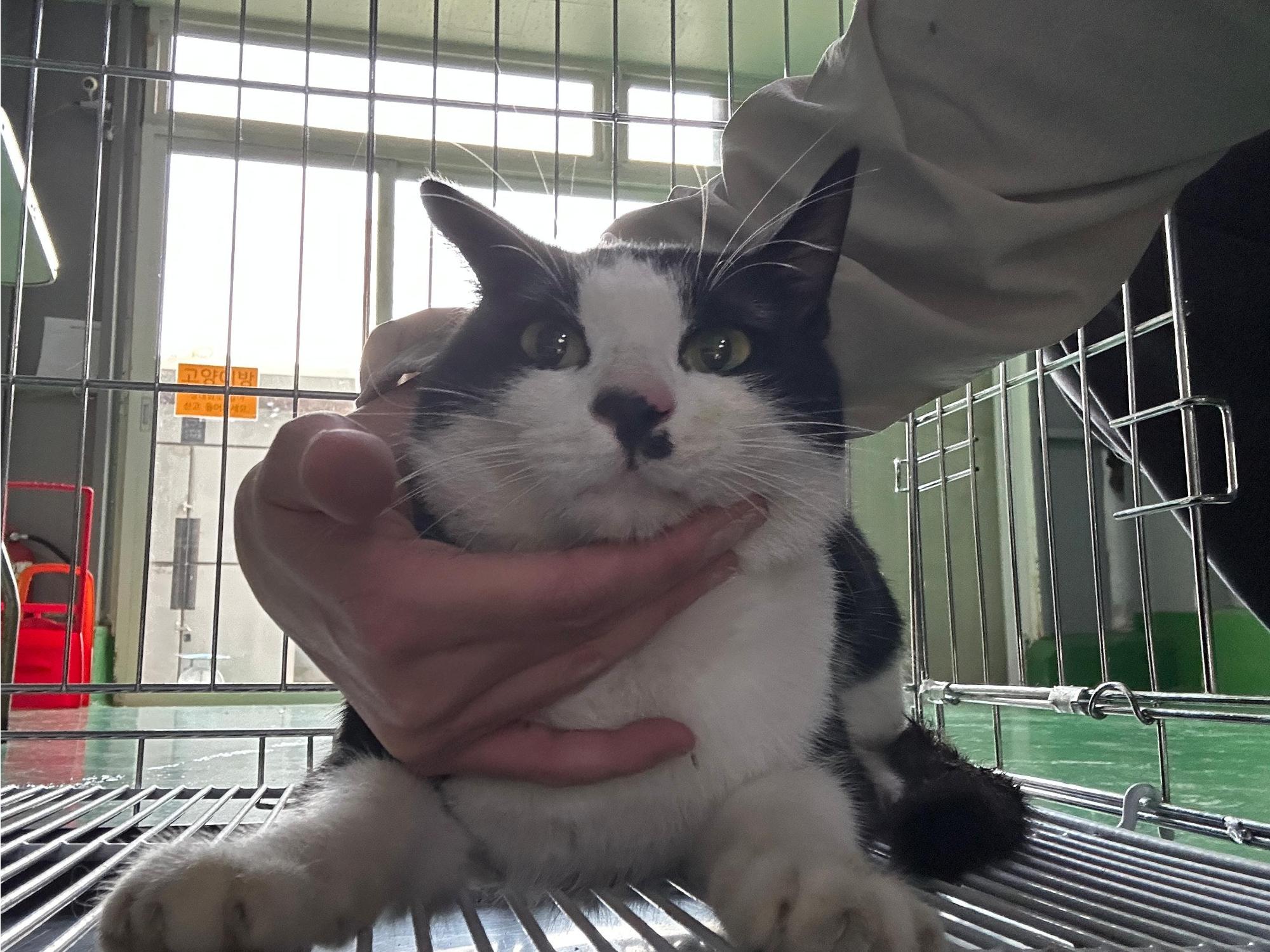 보호 중인 한국 고양이