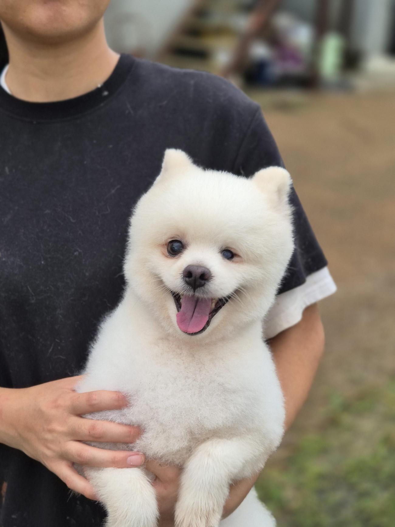 보호 중인 포메라니안