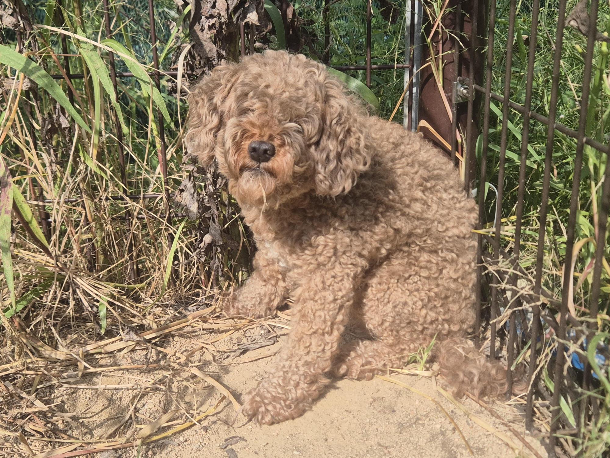 보호 중인 푸들
