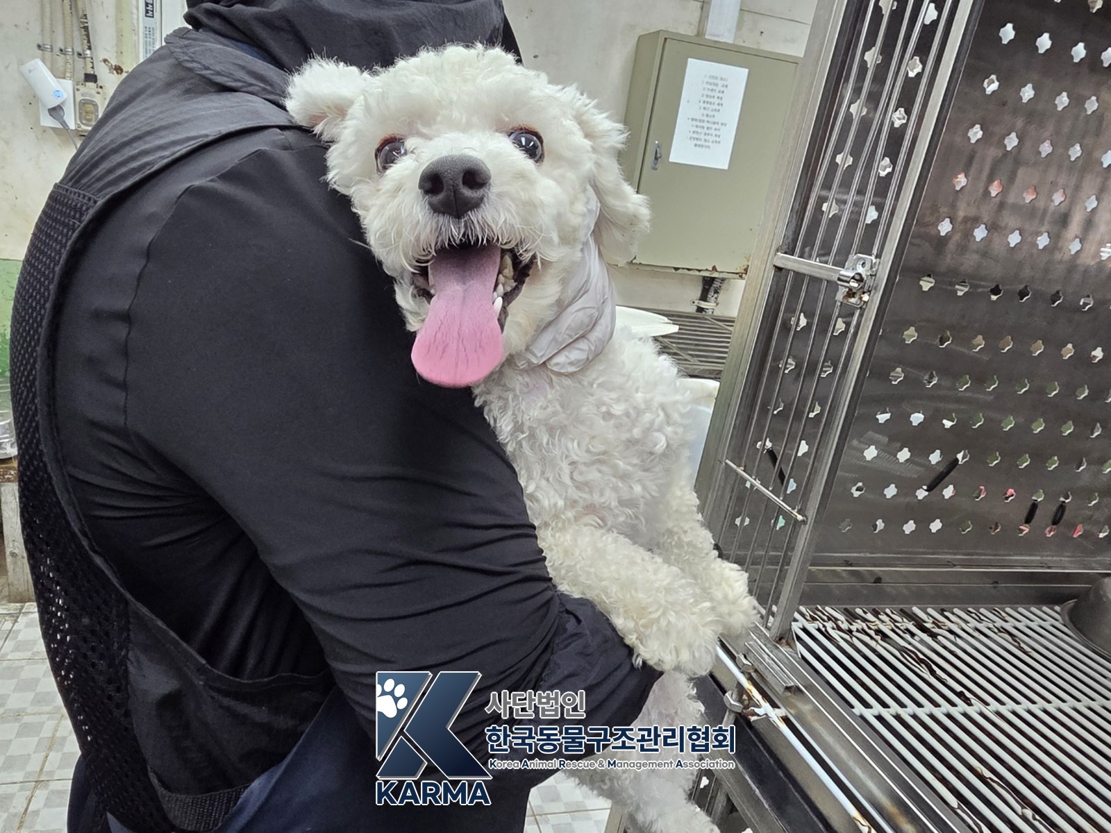 보호 중인 푸들