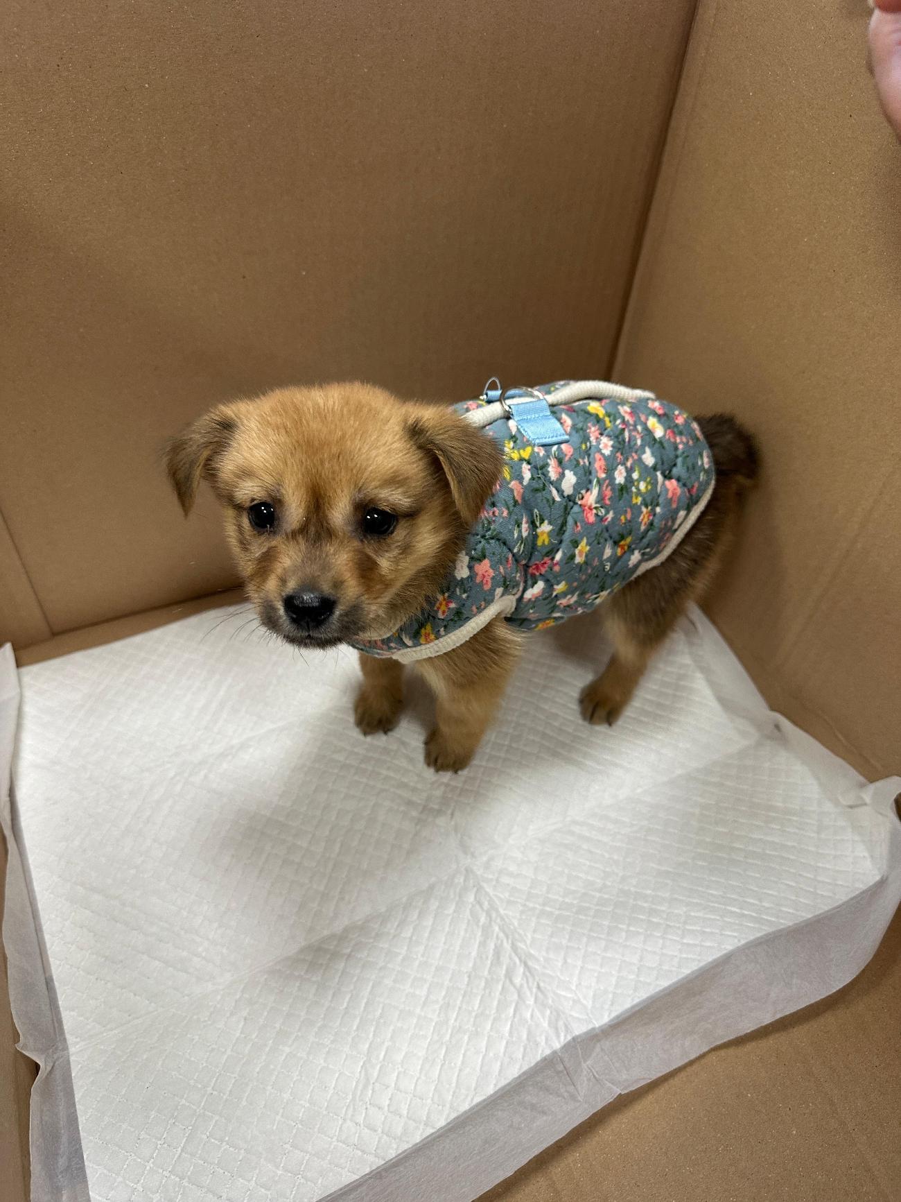 보호 중인 믹스견