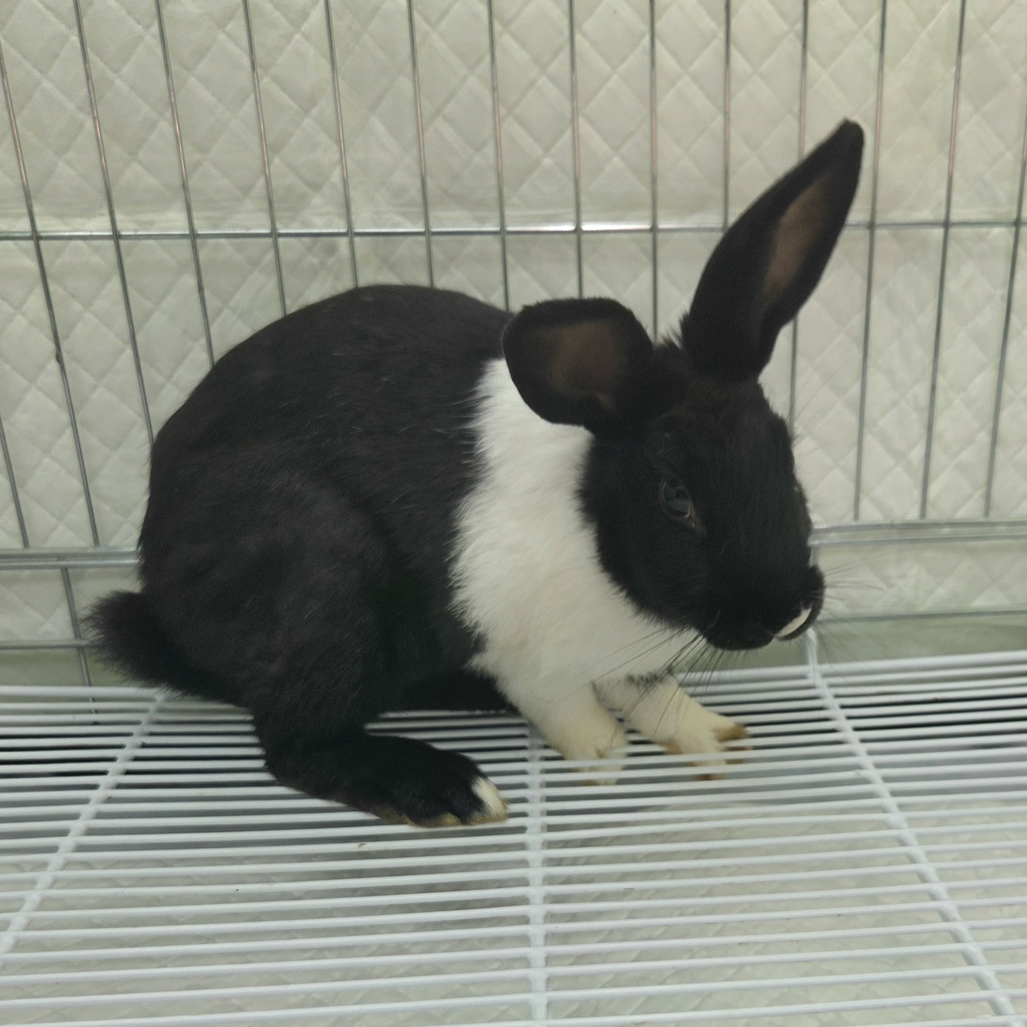 보호 중인 토끼