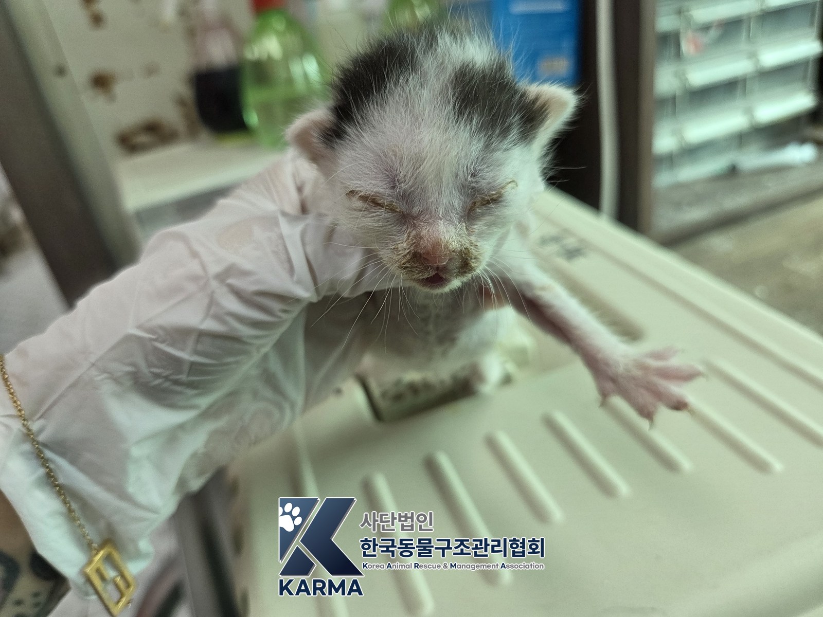 보호 중인 한국 고양이