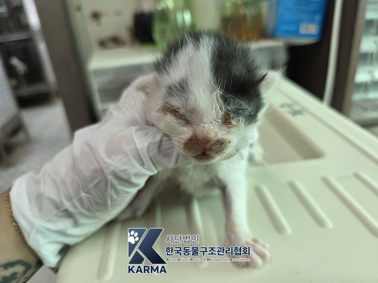 보호 중인 한국 고양이