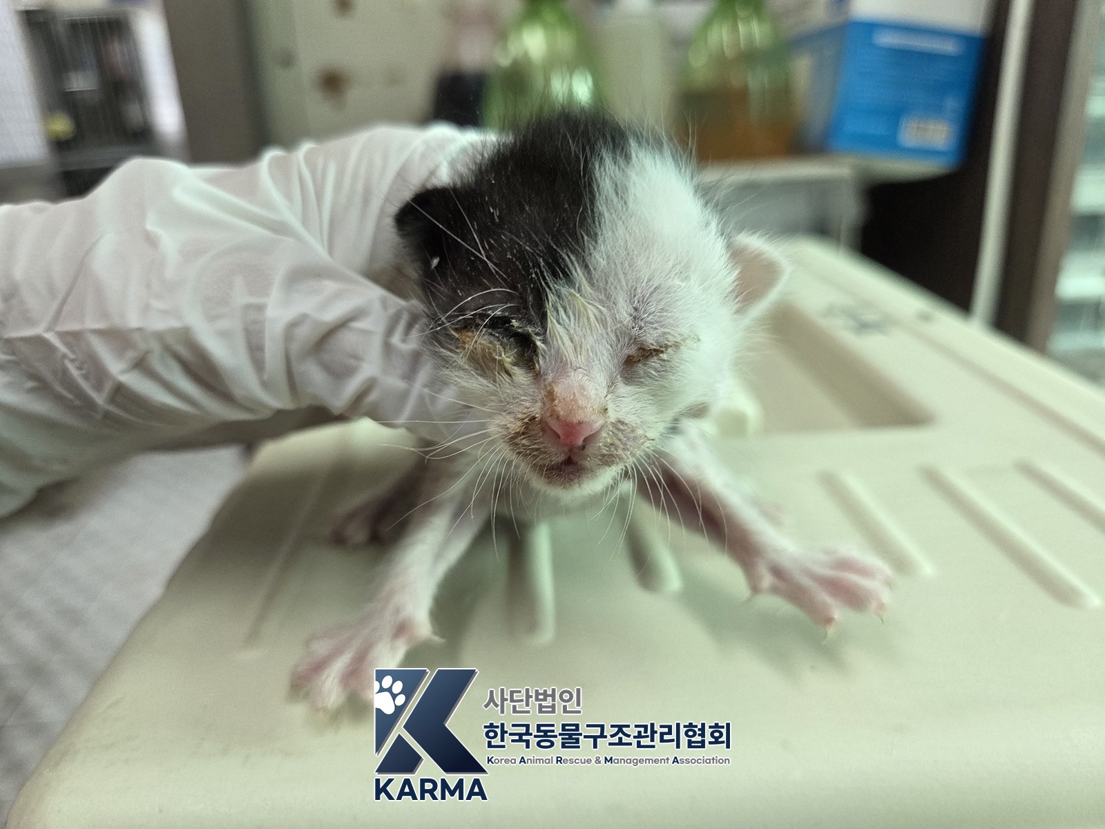보호 중인 한국 고양이