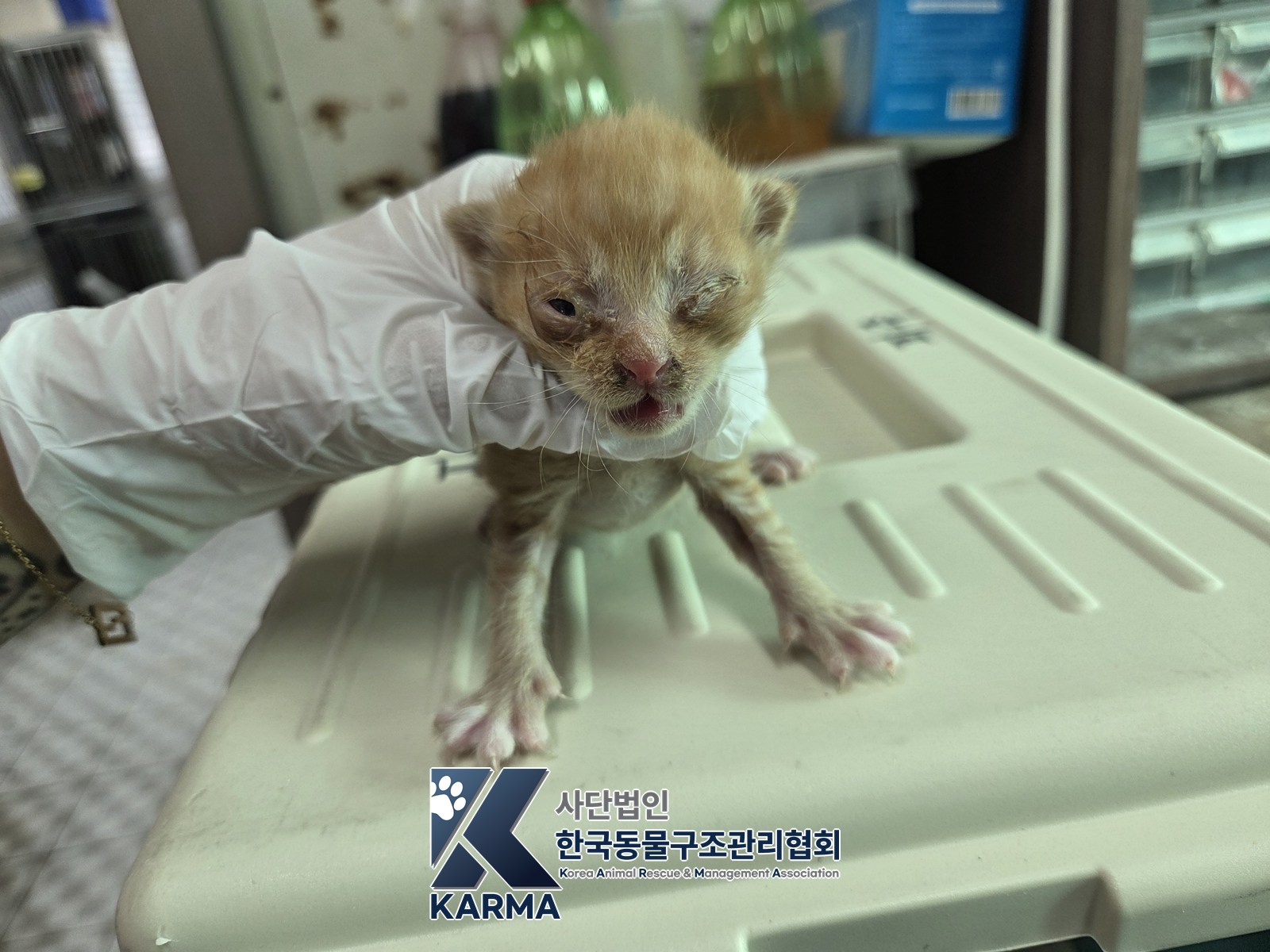 보호 중인 한국 고양이