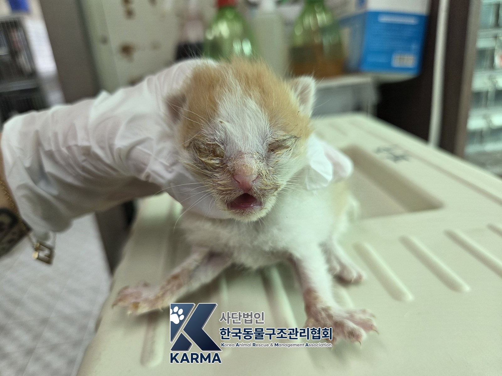 보호 중인 한국 고양이
