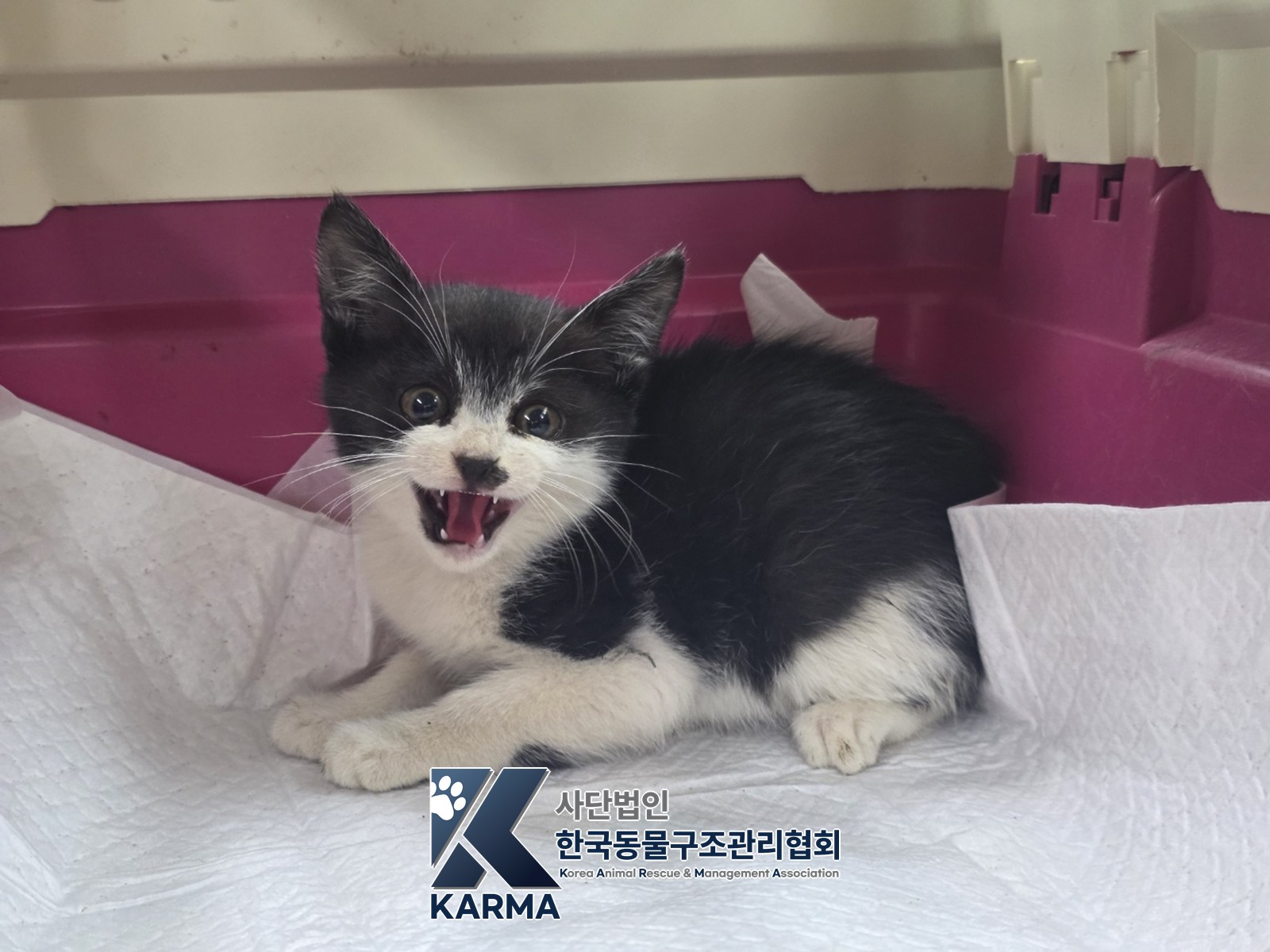 보호 중인 한국 고양이