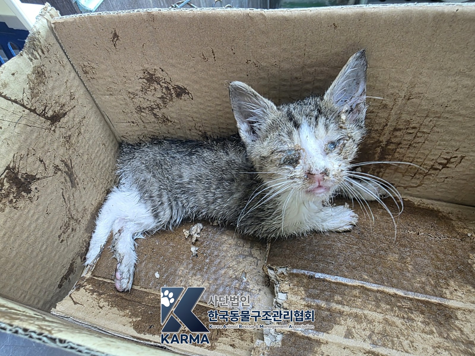 보호 중인 한국 고양이