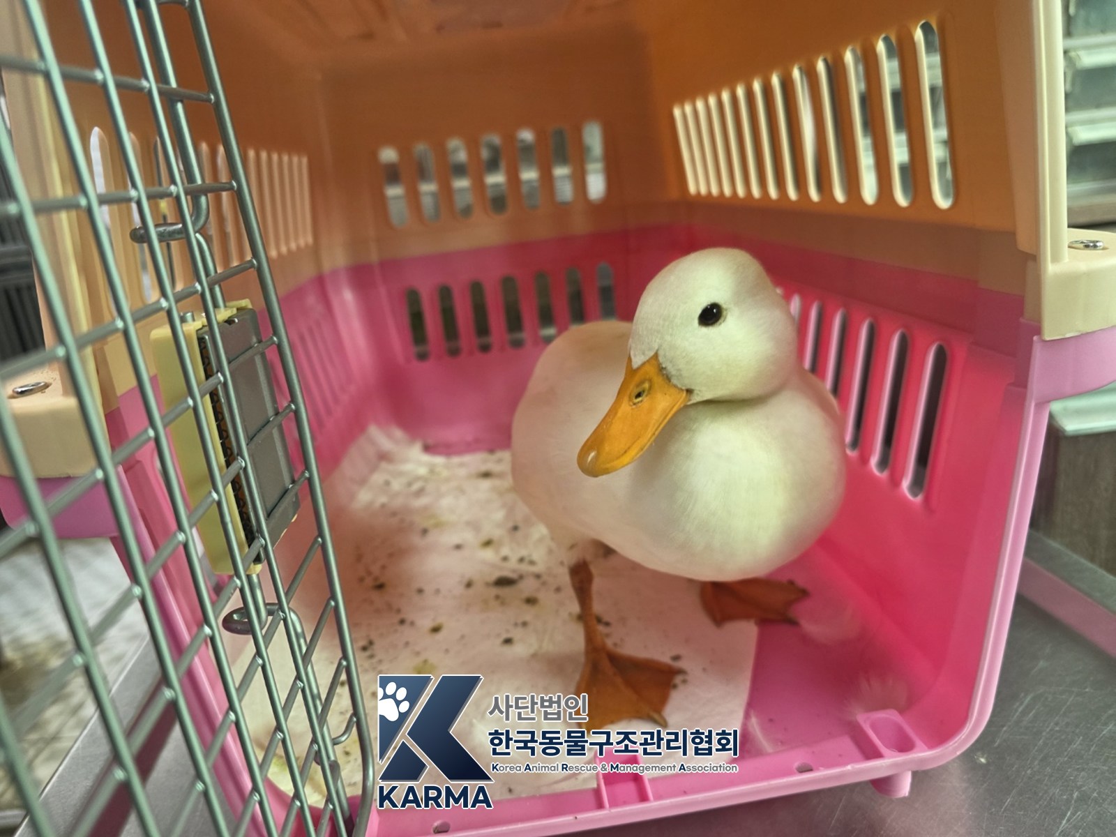 보호 중인 오리