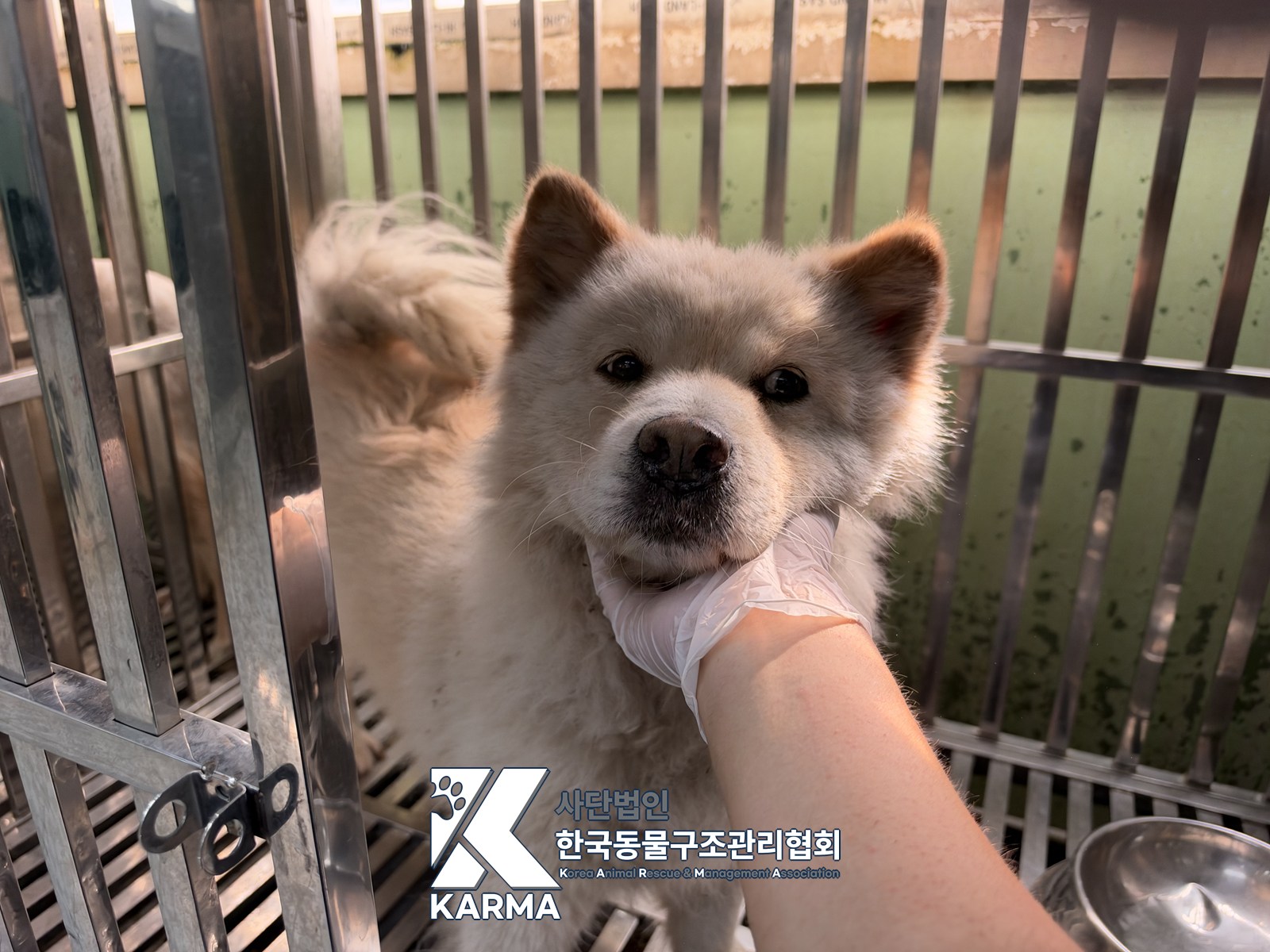 보호 중인 믹스견