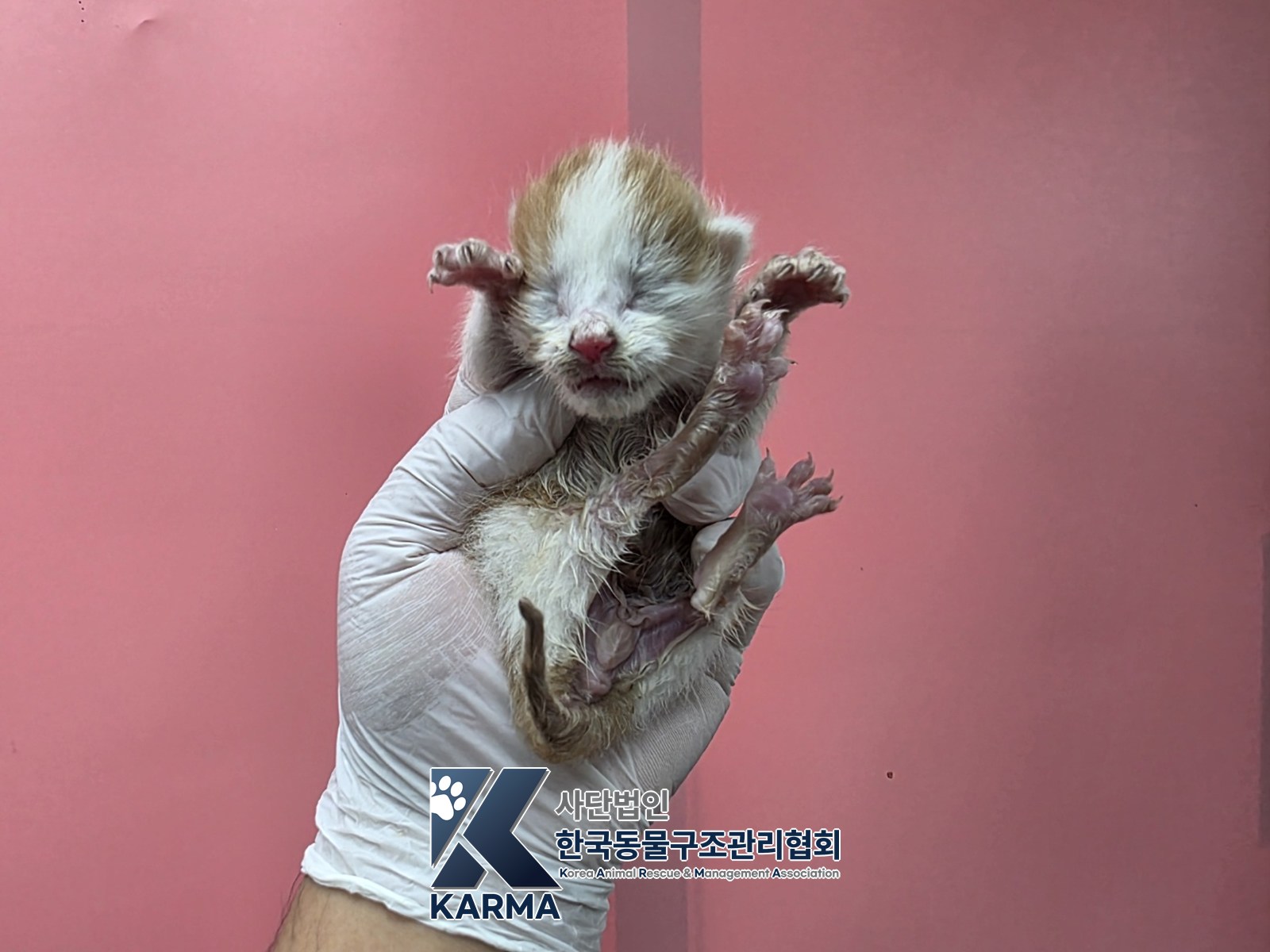 보호 중인 한국 고양이