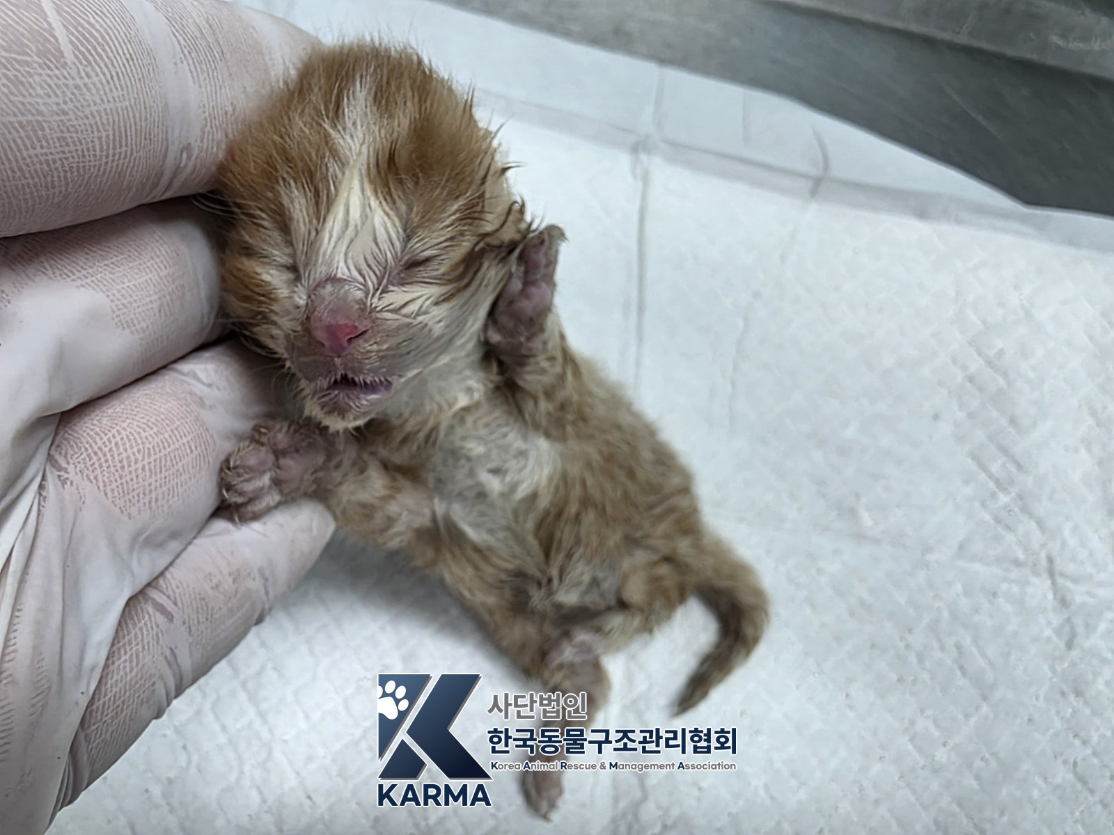 보호 중인 한국 고양이