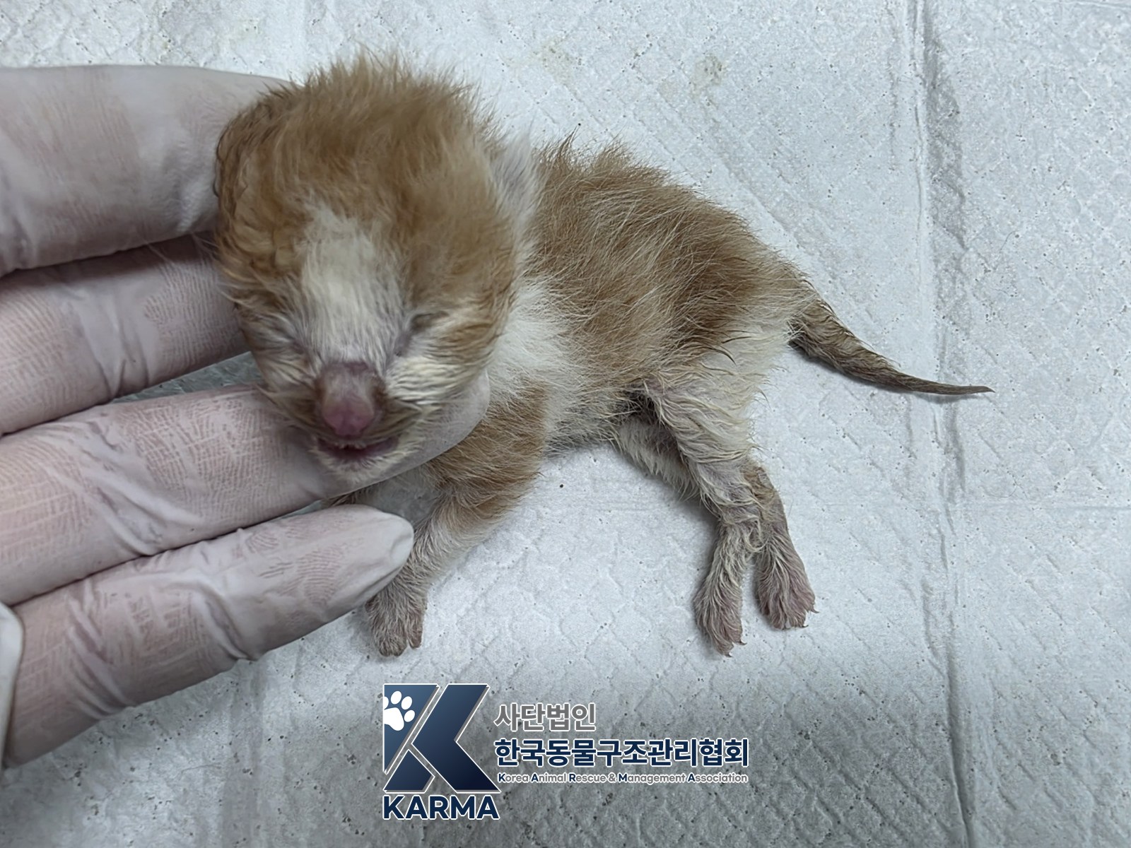 보호 중인 한국 고양이