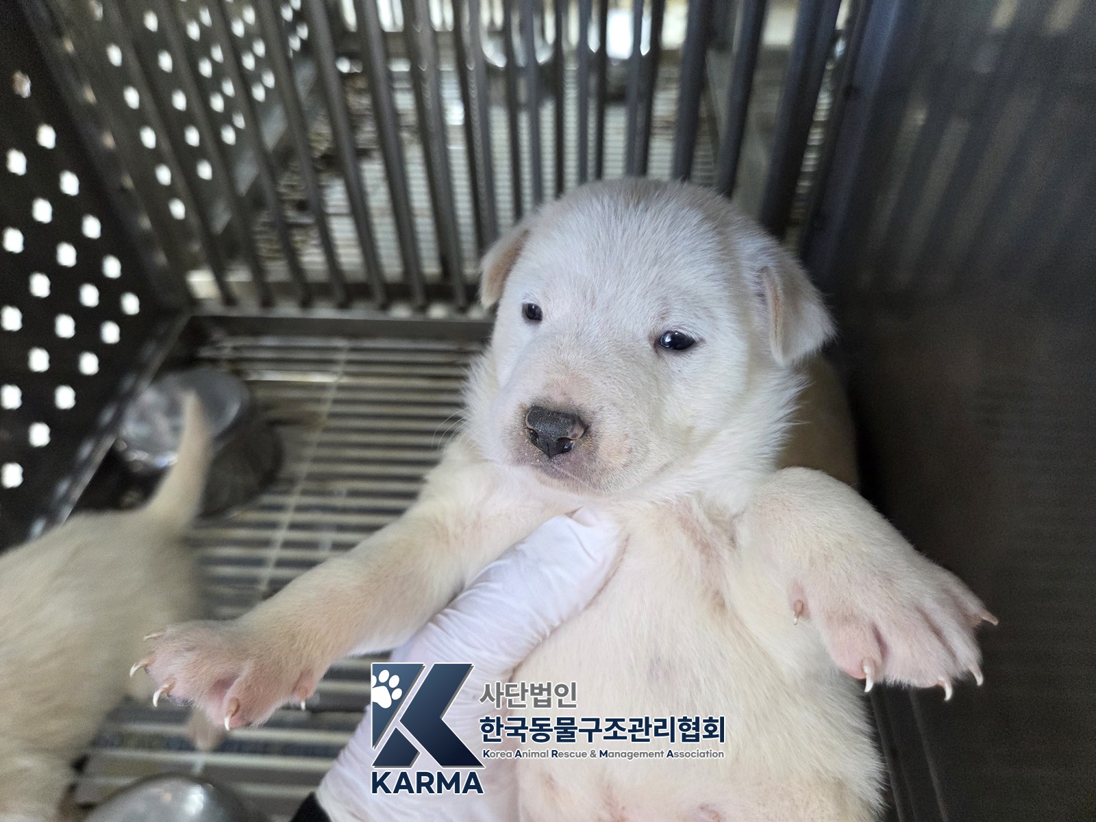 보호 중인 믹스견