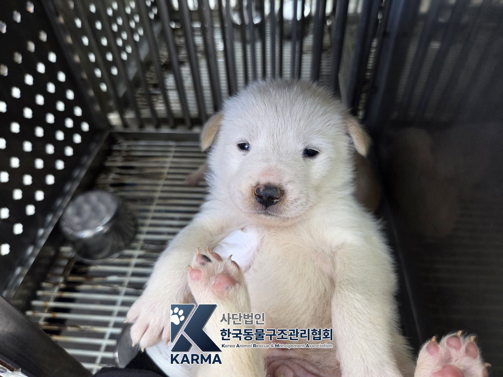 보호 중인 믹스견