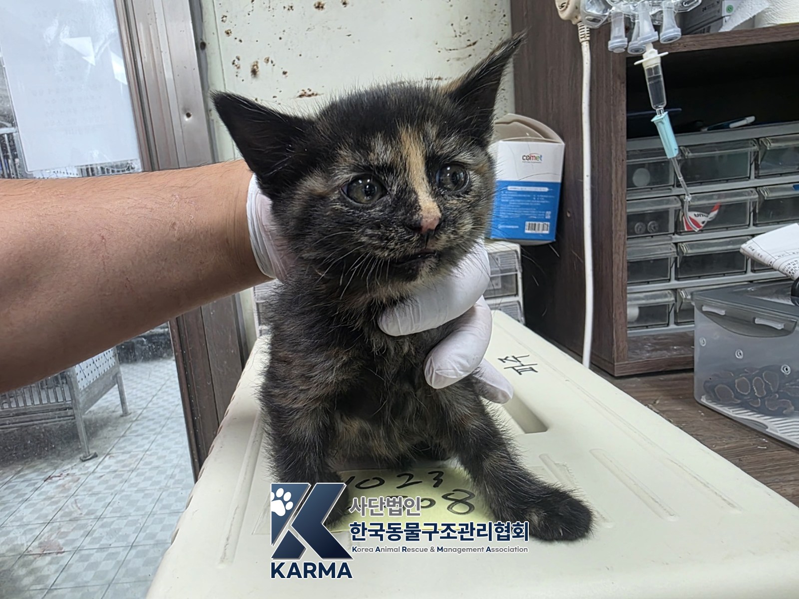 보호 중인 한국 고양이