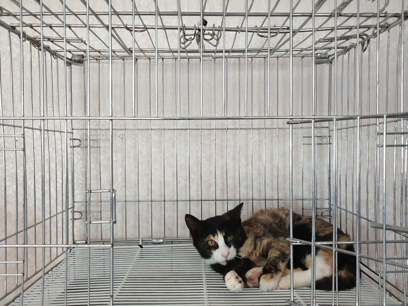 보호 중인 한국 고양이