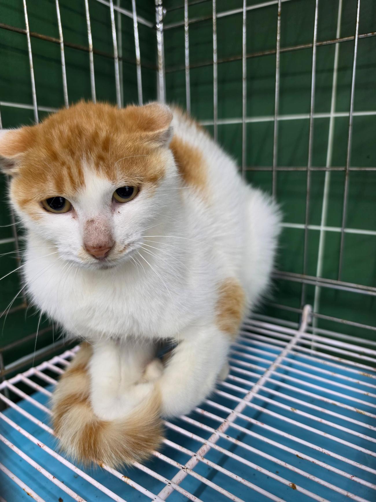 보호 중인 한국 고양이