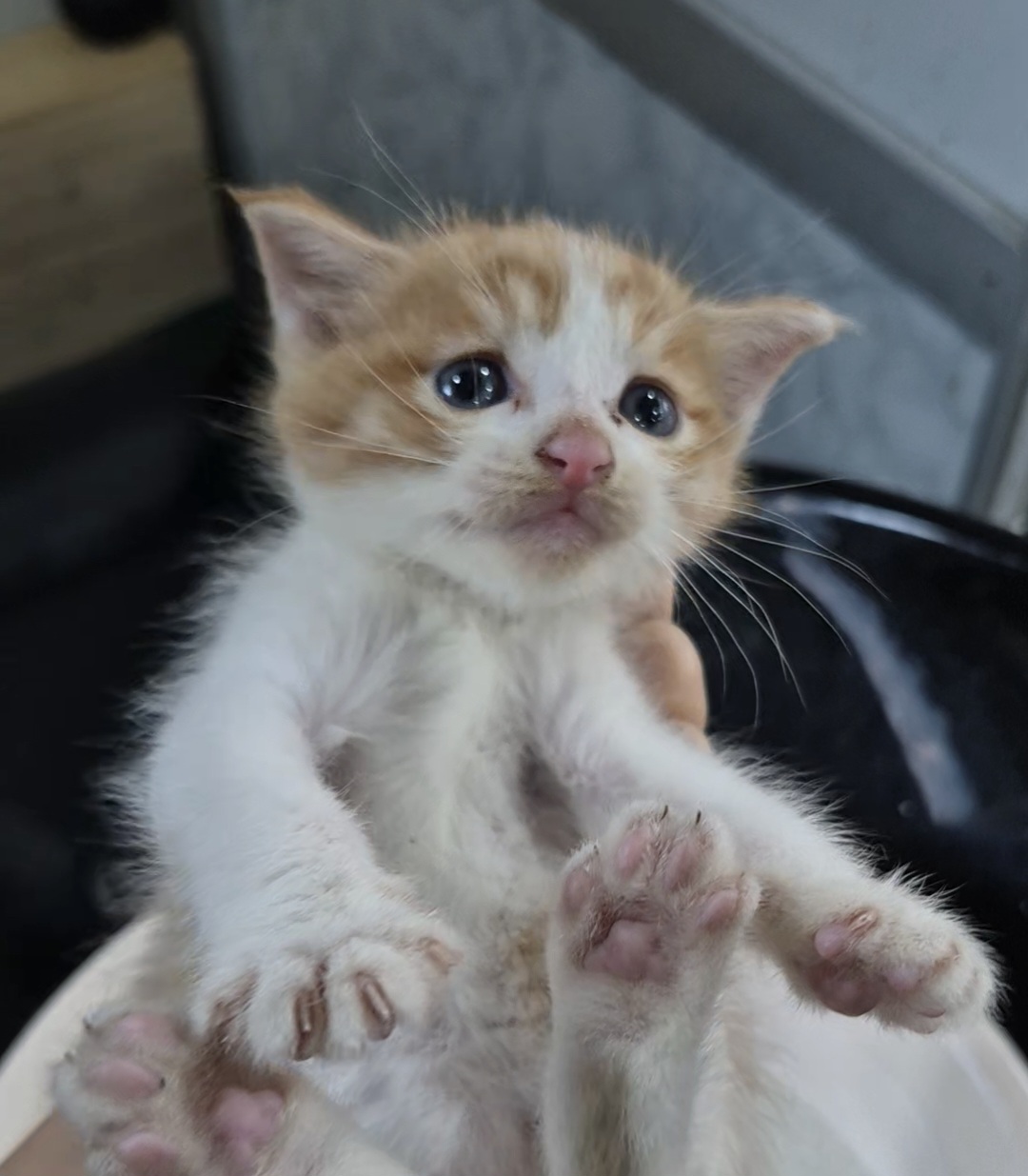 보호 중인 한국 고양이