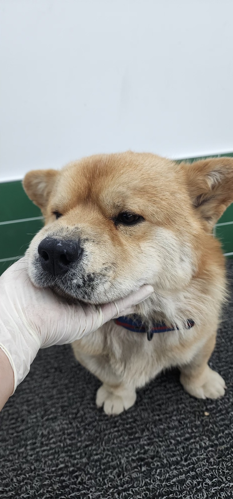 보호 중인 믹스견