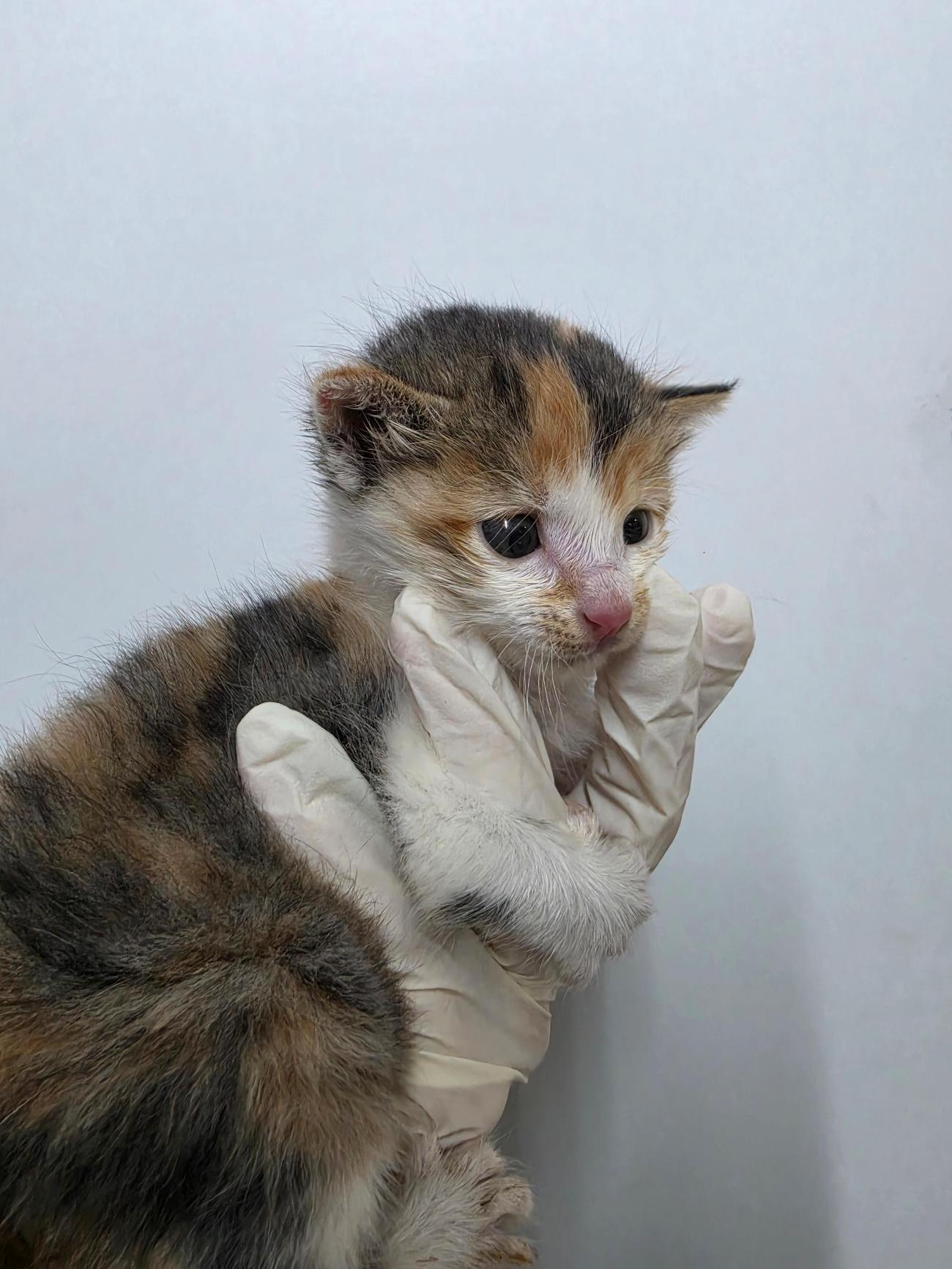 보호 중인 한국 고양이