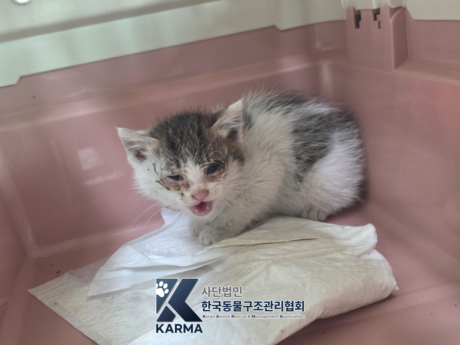 보호 중인 한국 고양이