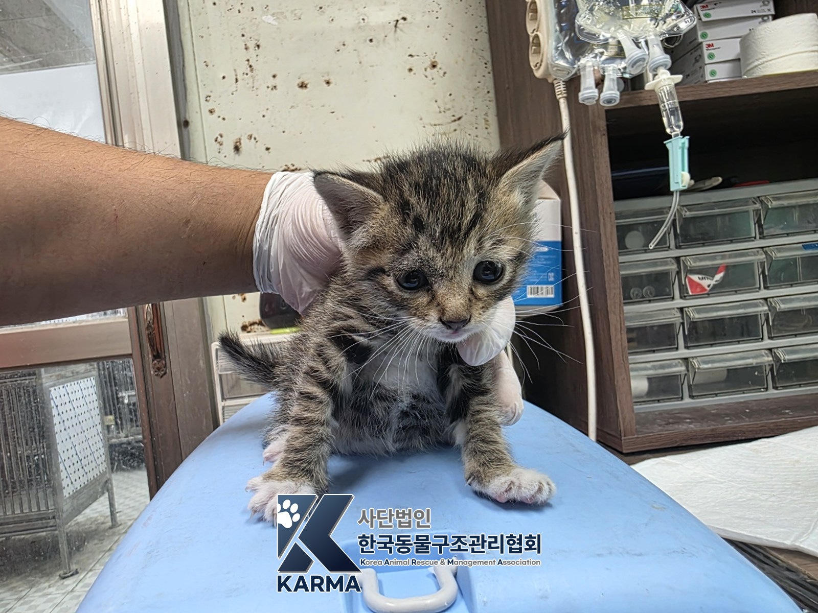 보호 중인 한국 고양이