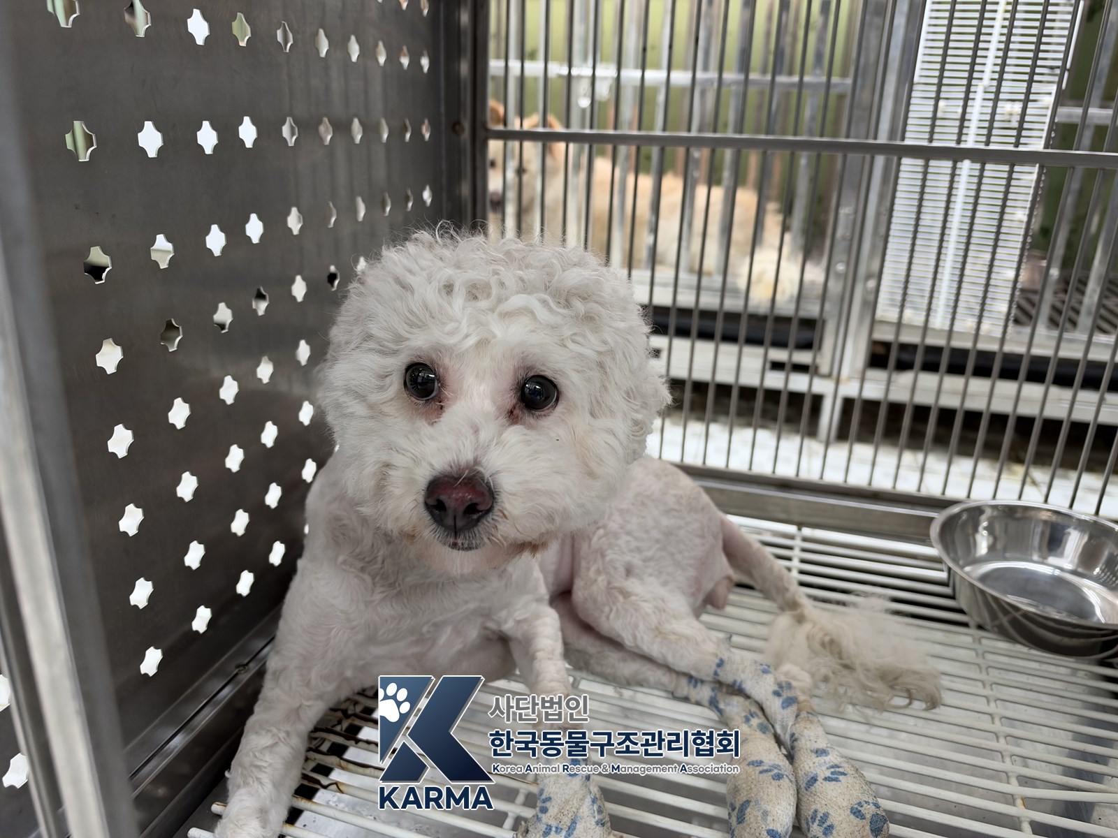 보호 중인 비숑 프리제