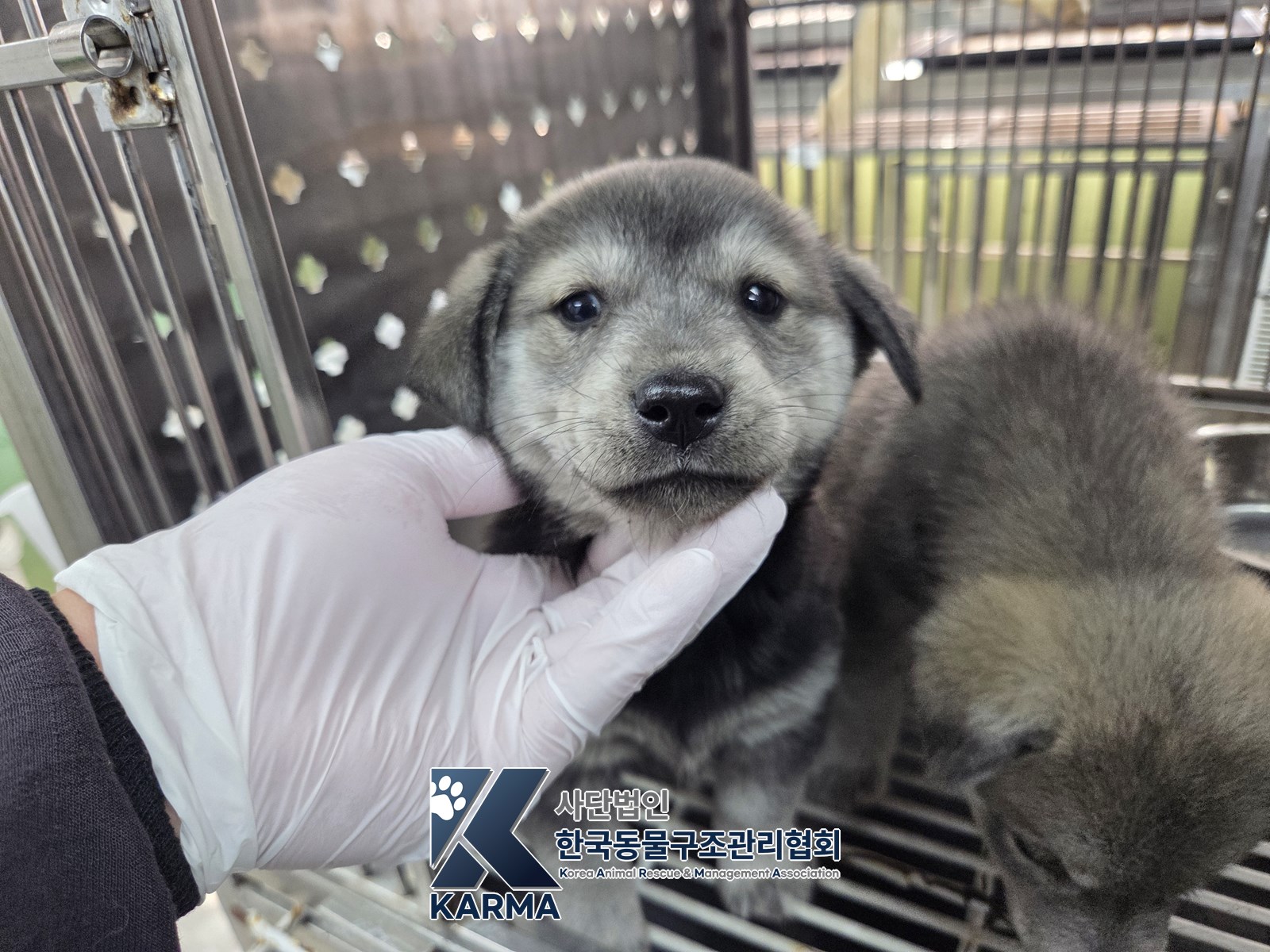 보호 중인 믹스견