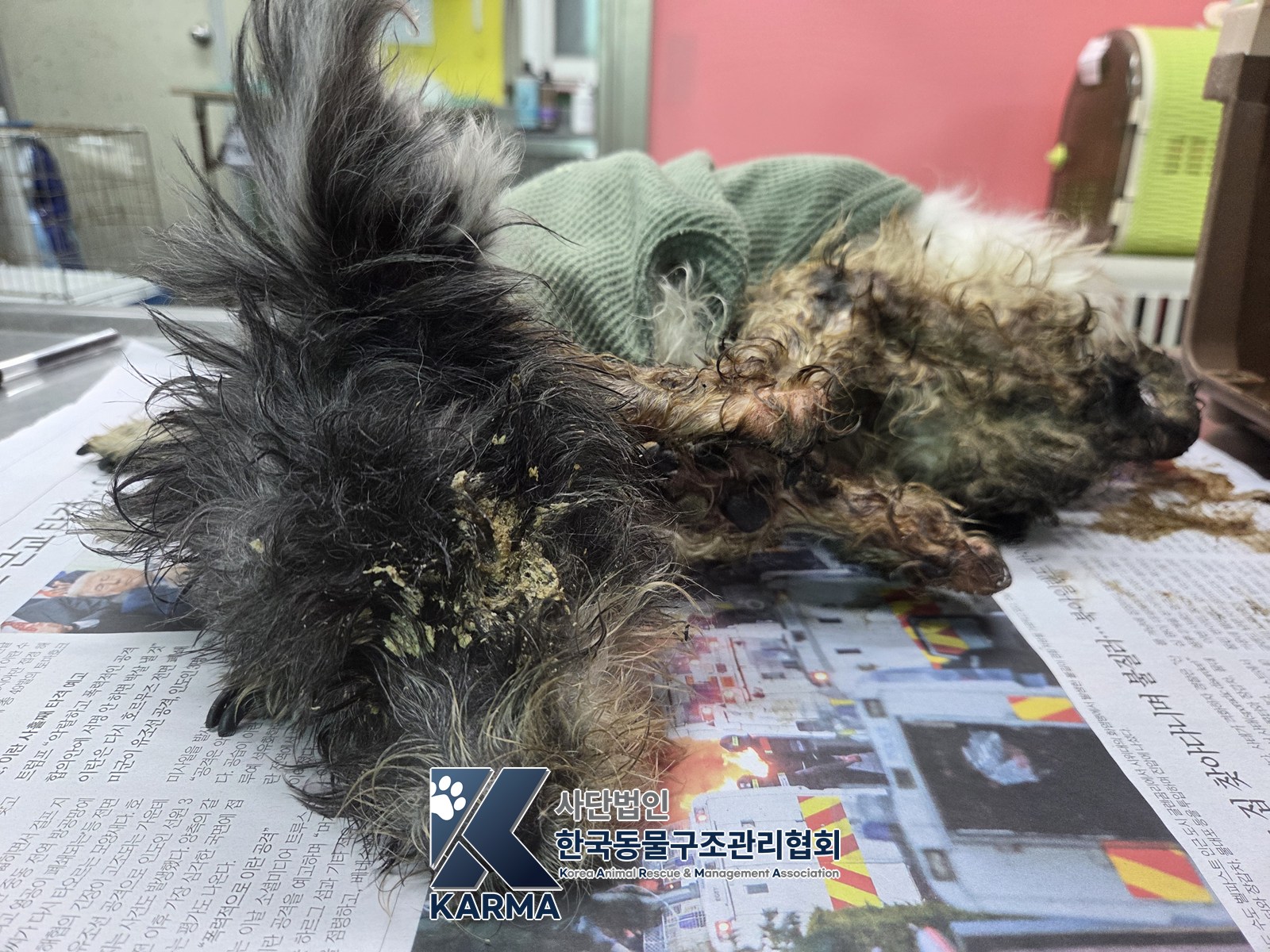 보호 중인 믹스견